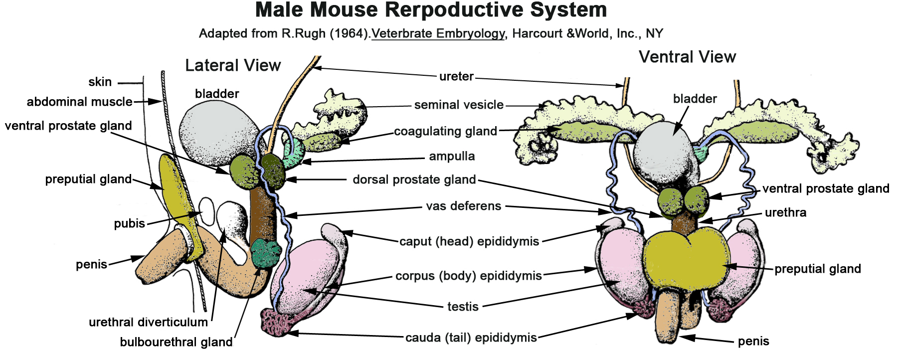 Male Rat Reproductive System Diagram